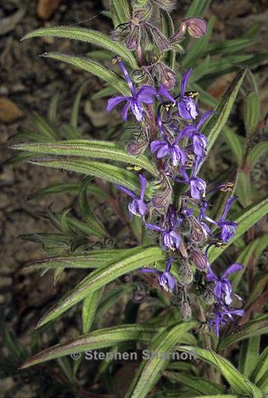 trichostema lanceolatum 2 graphic